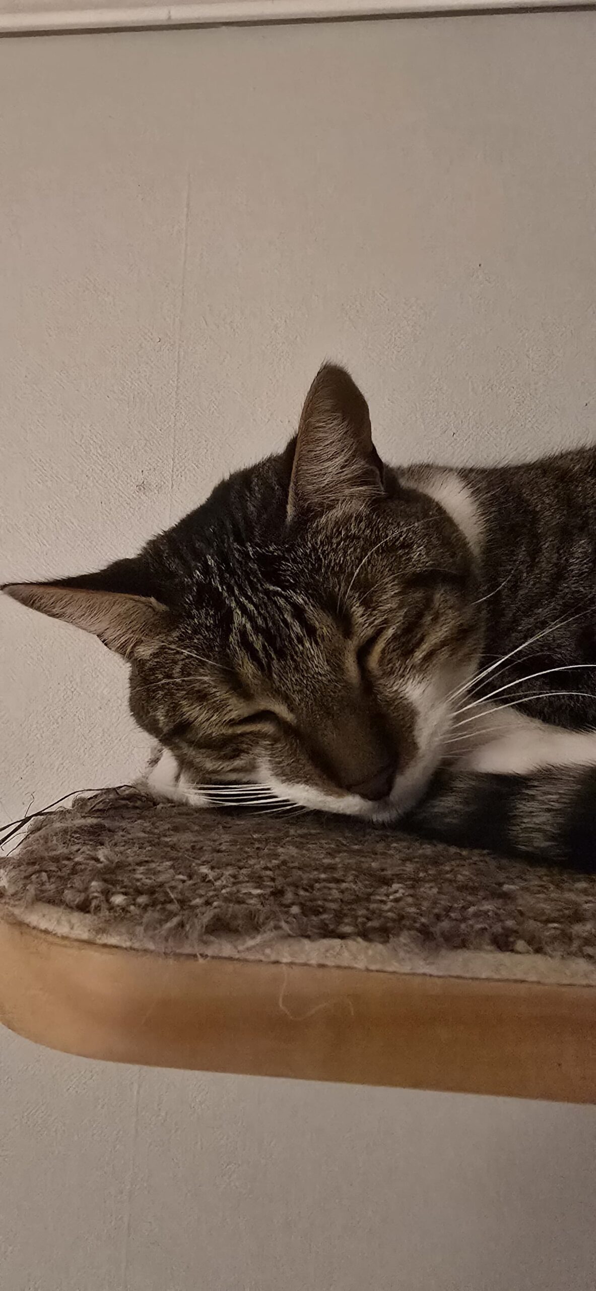 Colitas que esperan: Un amor temporal